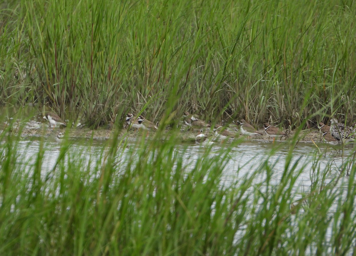 Semipalmated Plover - ML641448952