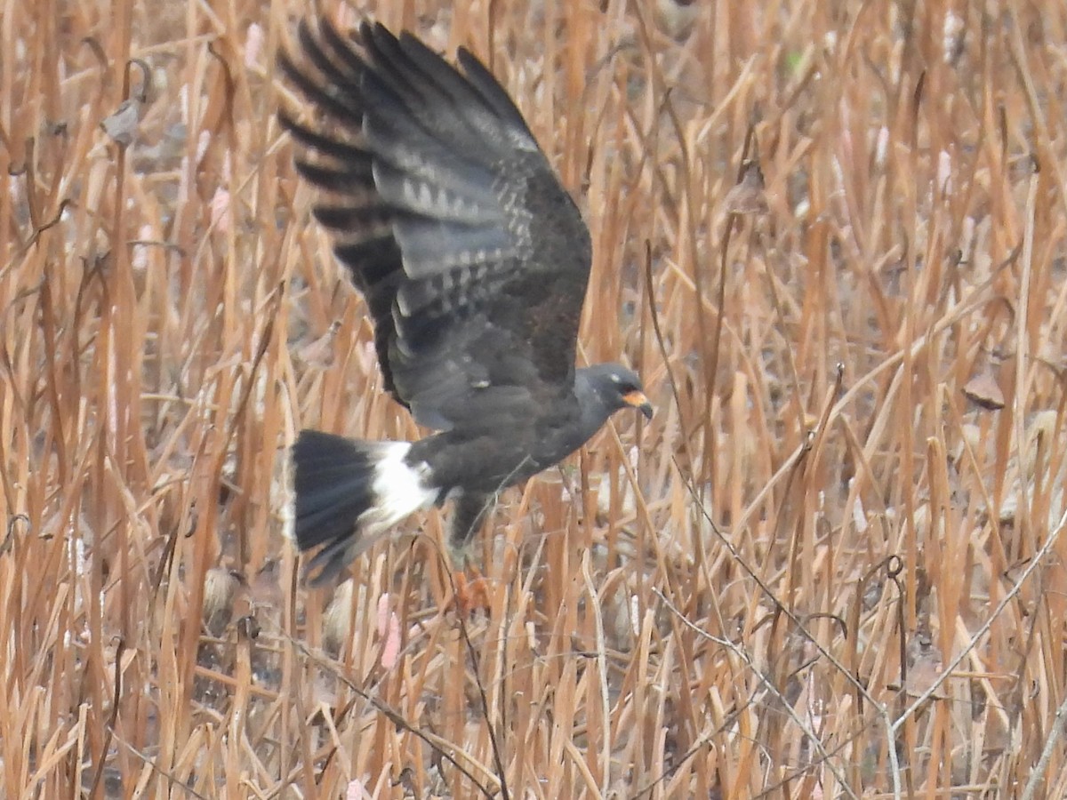 Snail Kite - ML641448953
