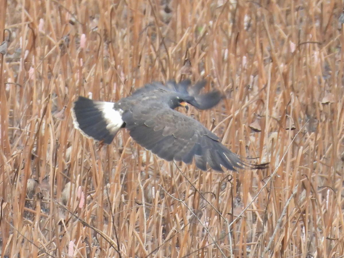 Snail Kite - ML641448955