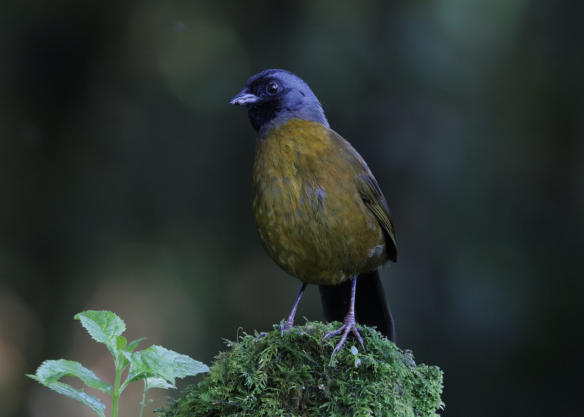 Large-footed Finch - ML641448989