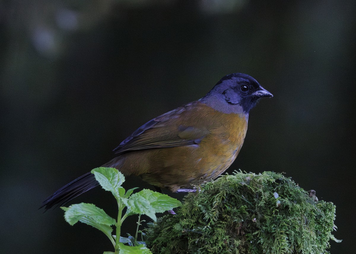 Large-footed Finch - ML641448990