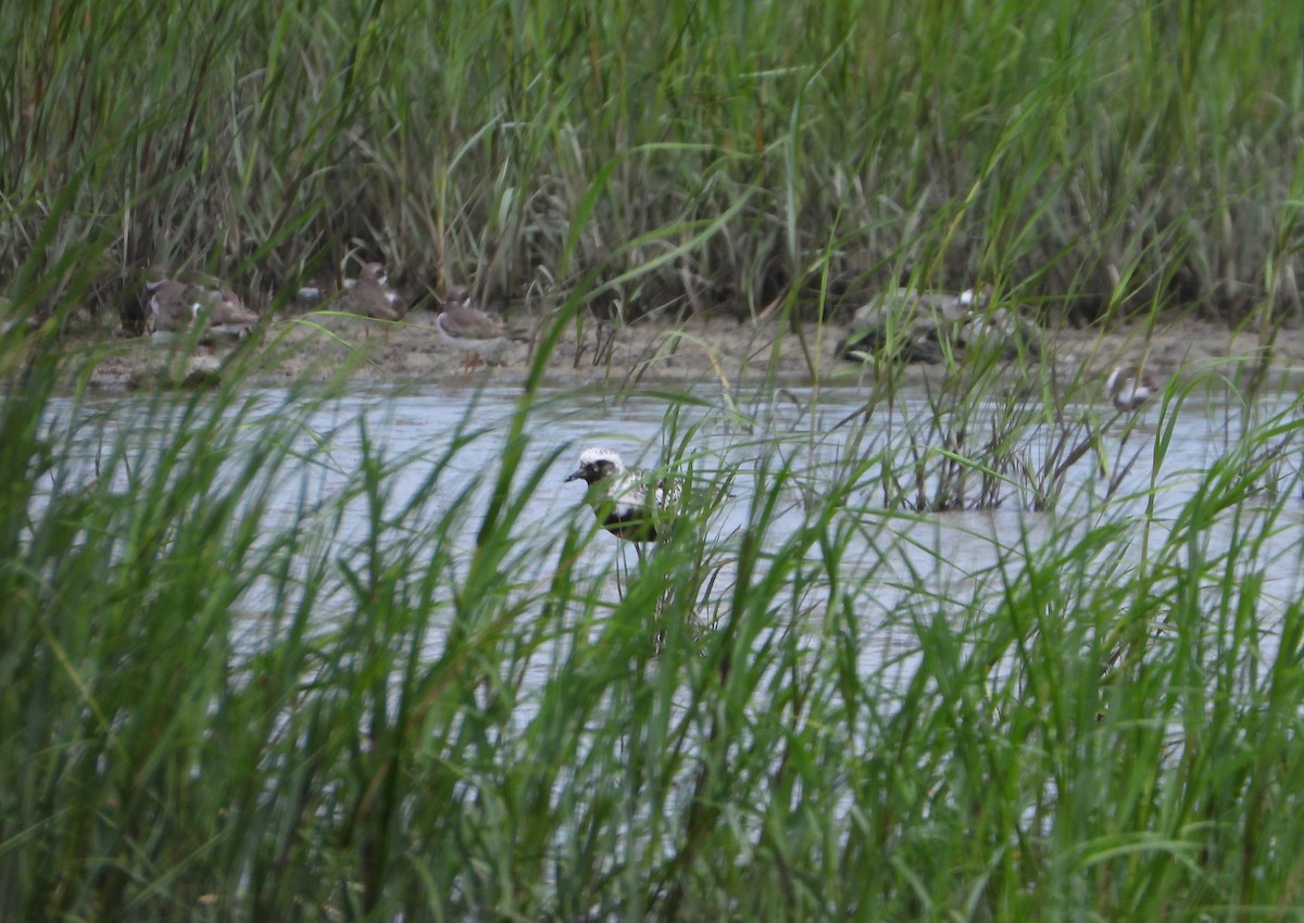 Black-bellied Plover - ML641448991