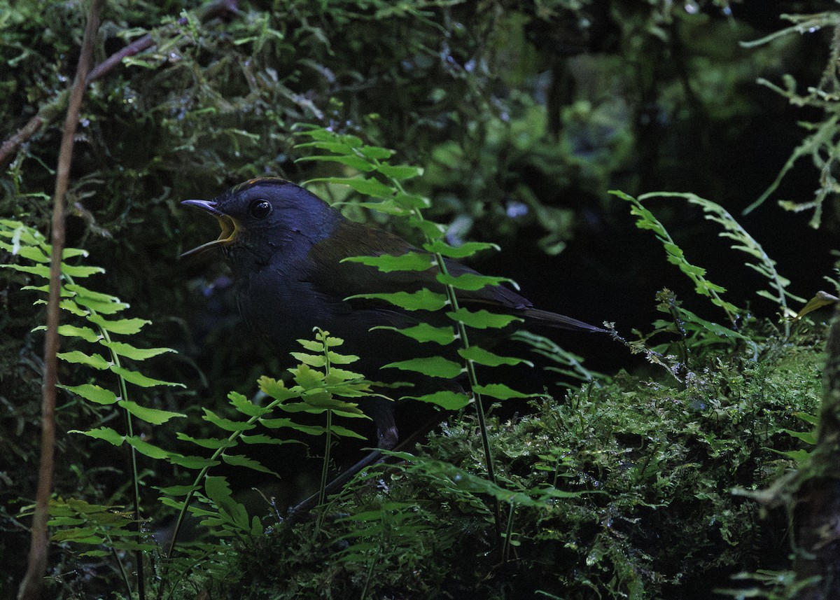 Wrenthrush - ML641449000