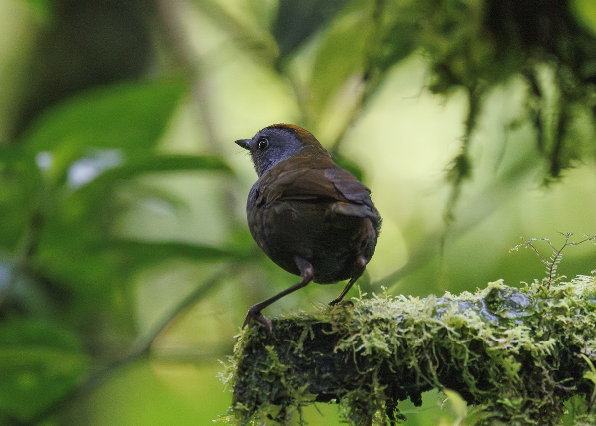 Wrenthrush - ML641449001