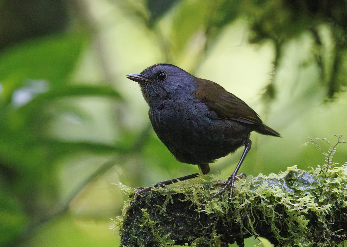 Wrenthrush - ML641449002