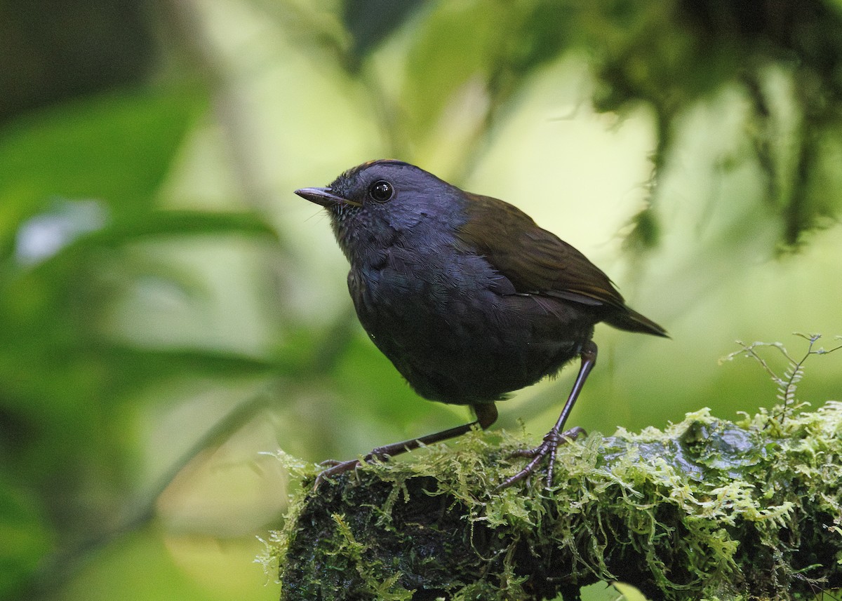 Wrenthrush - ML641449003