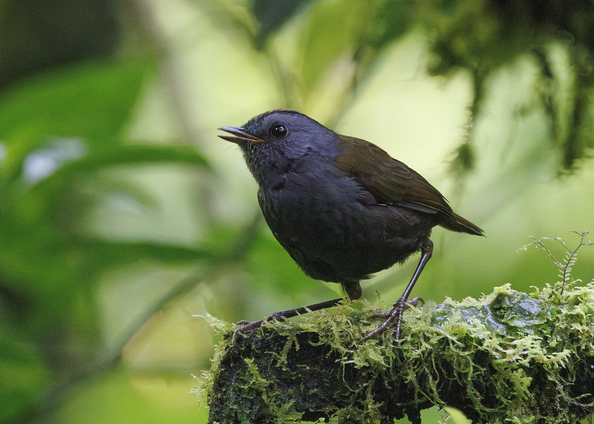 Wrenthrush - ML641449005