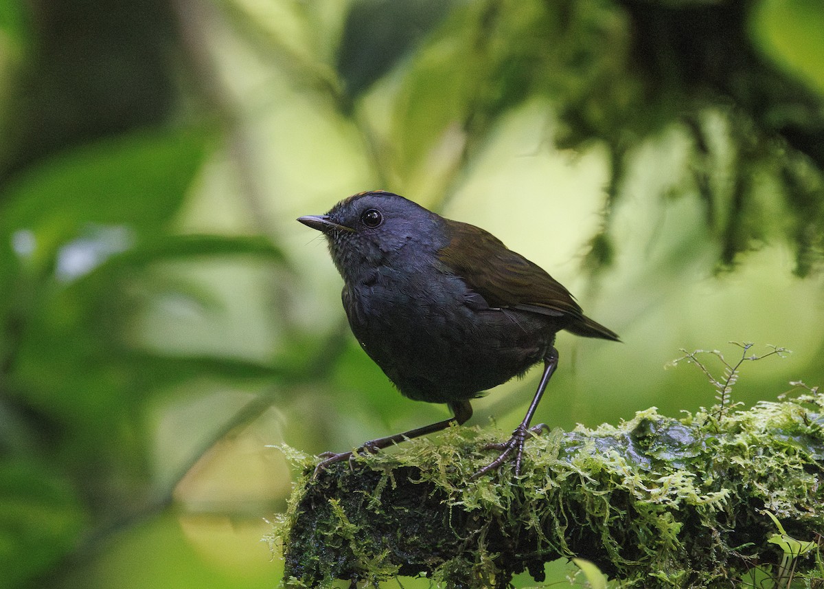 Wrenthrush - ML641449007