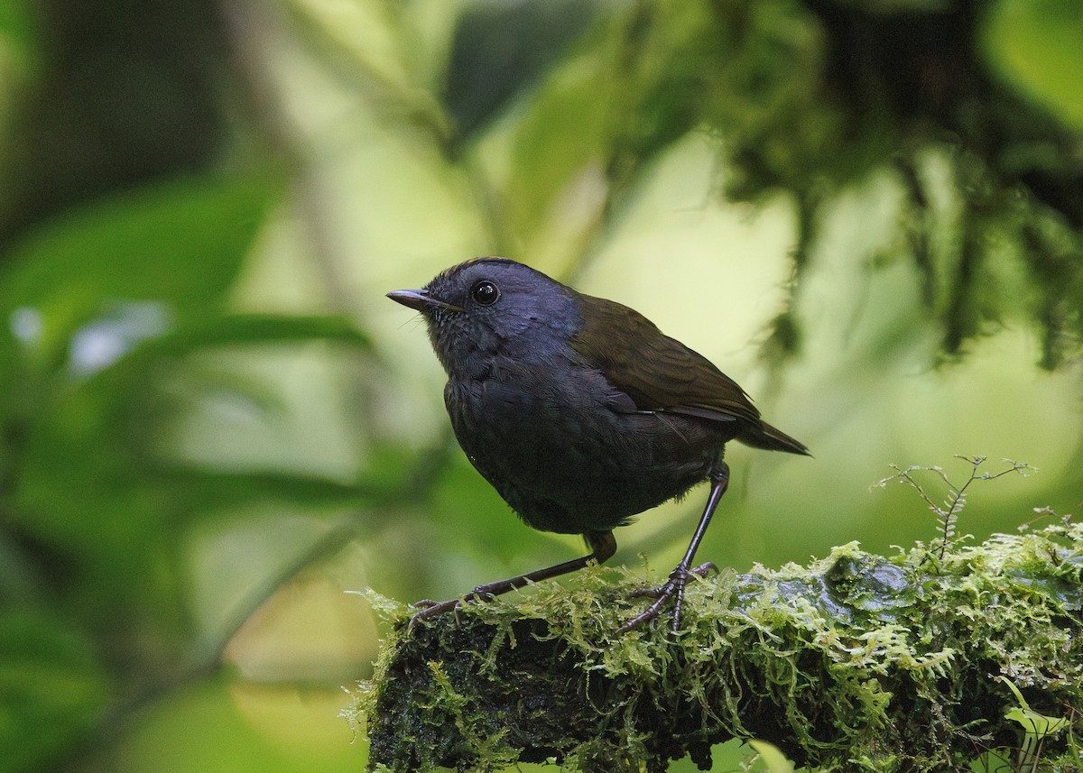 Wrenthrush - ML641449008