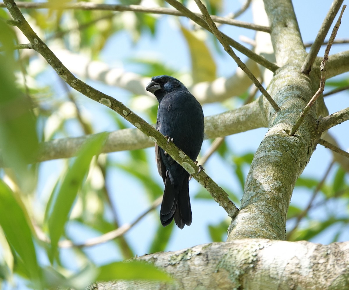 Ultramarine Grosbeak - ML641449009