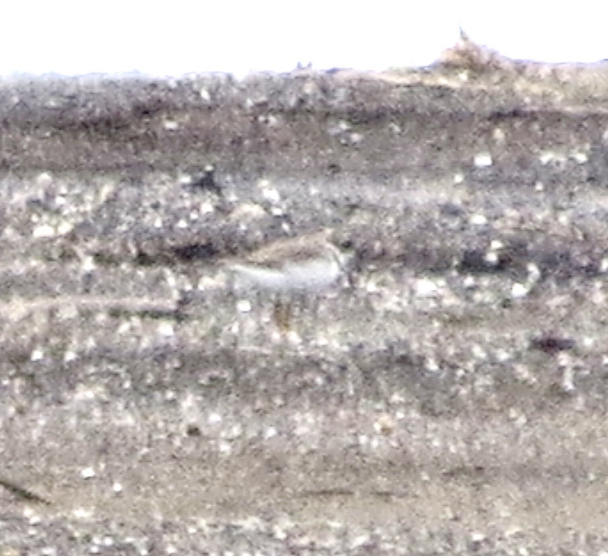Semipalmated Plover - ML641449018