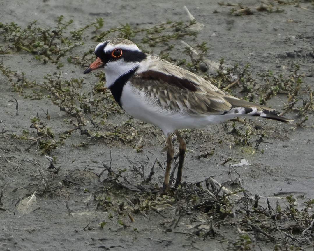 Black-fronted Dotterel - ML641449022