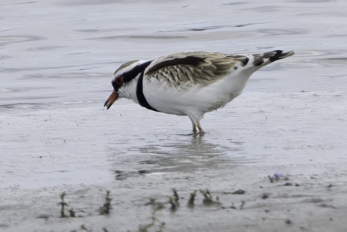 Black-fronted Dotterel - ML641449025
