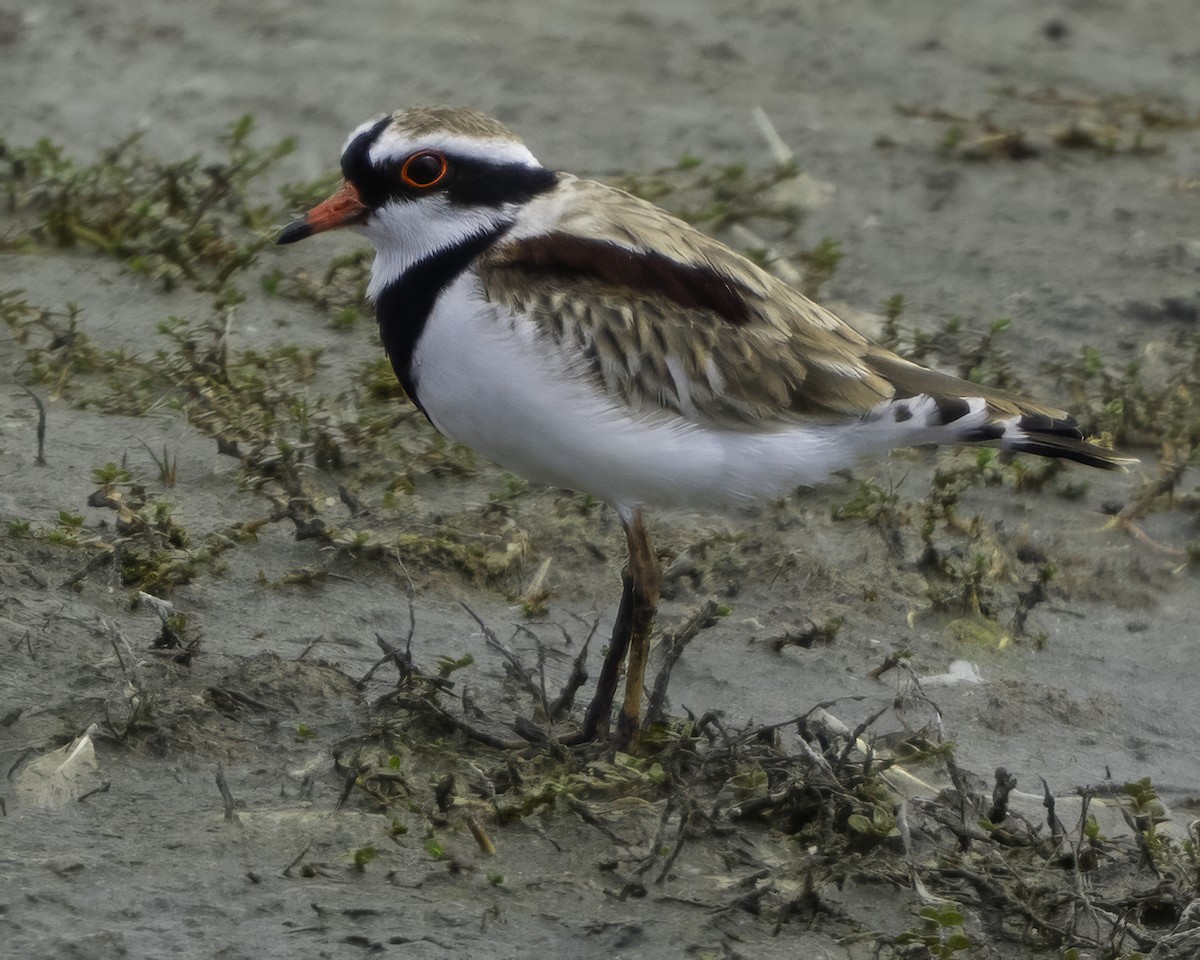 Black-fronted Dotterel - ML641449026