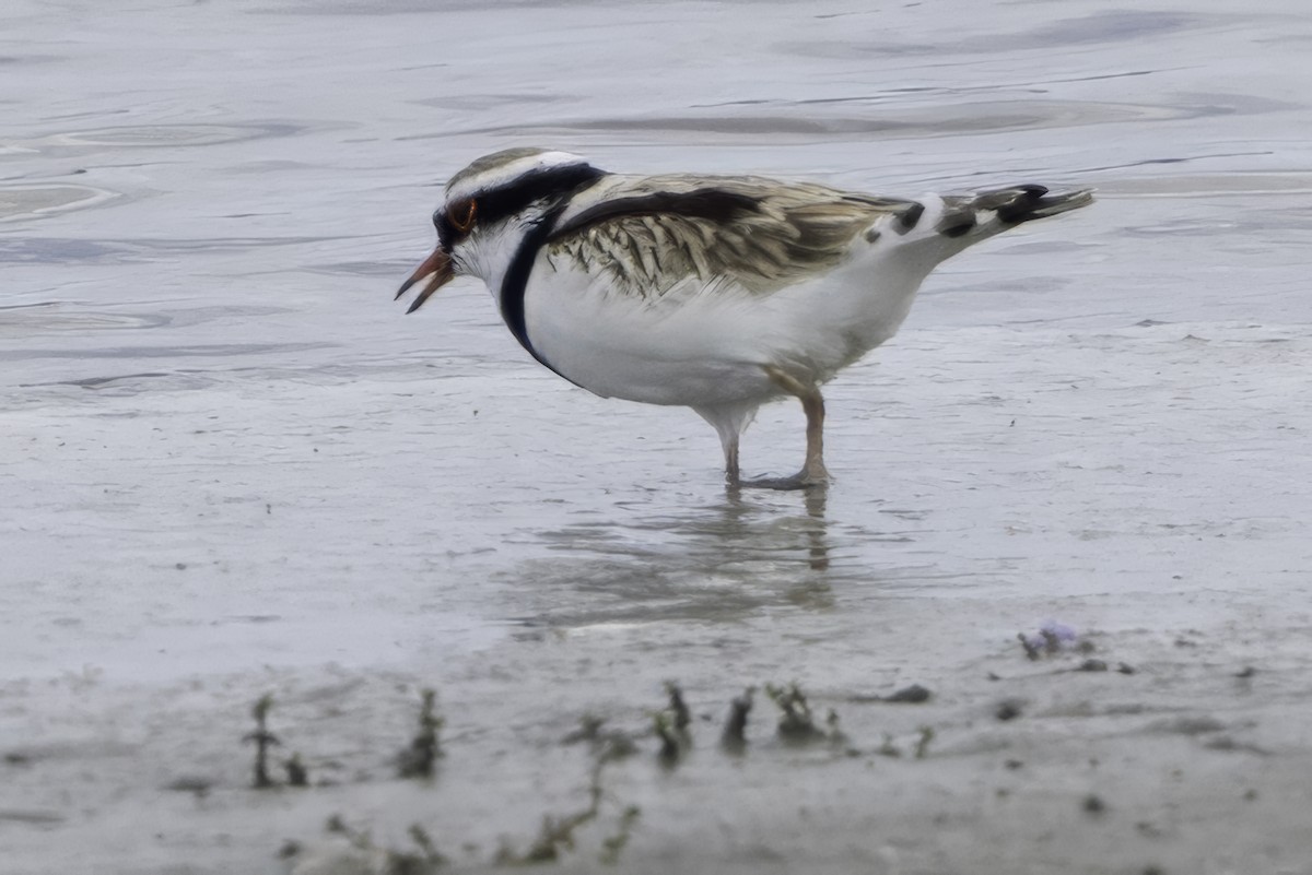 Black-fronted Dotterel - ML641449027