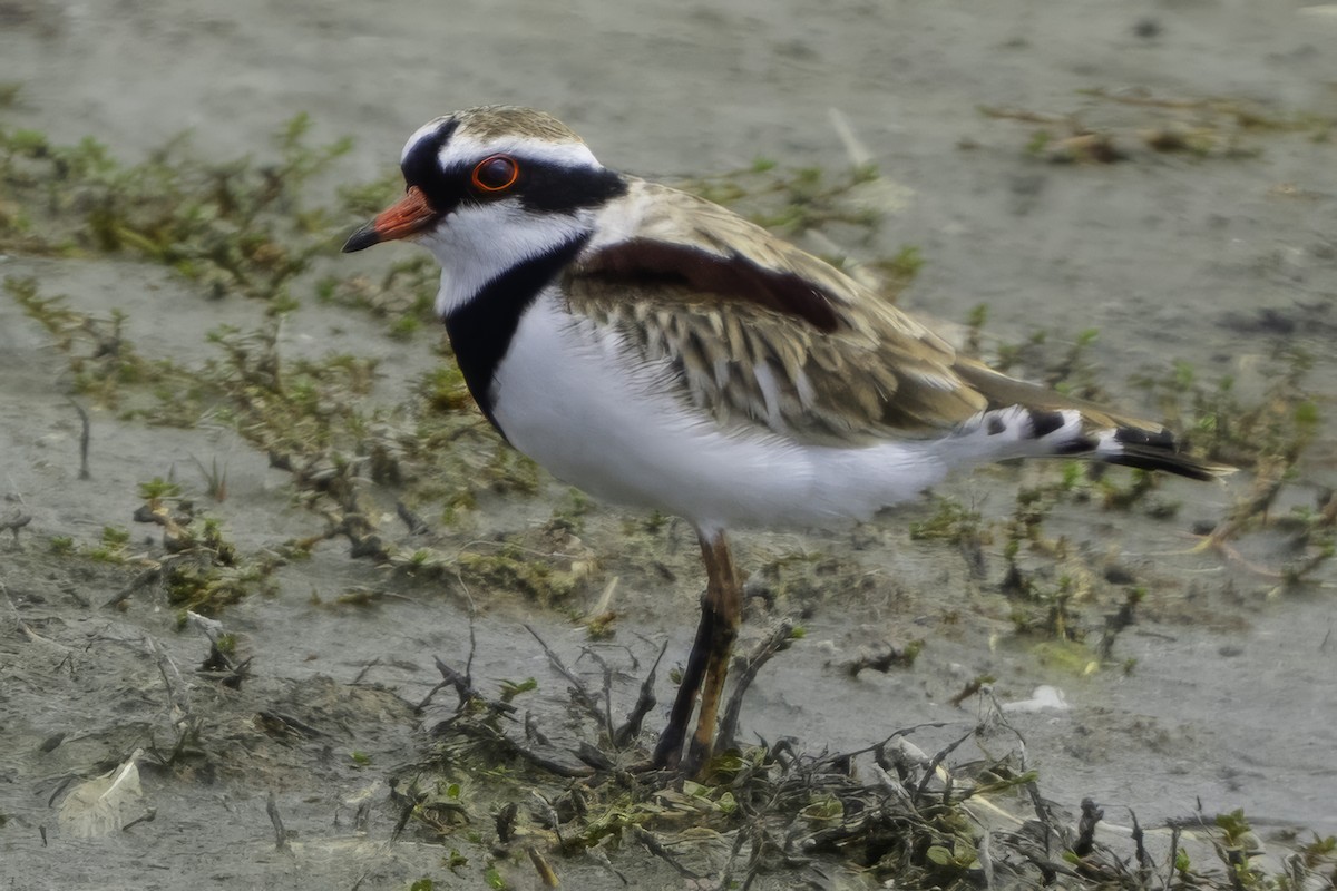 Black-fronted Dotterel - ML641449028