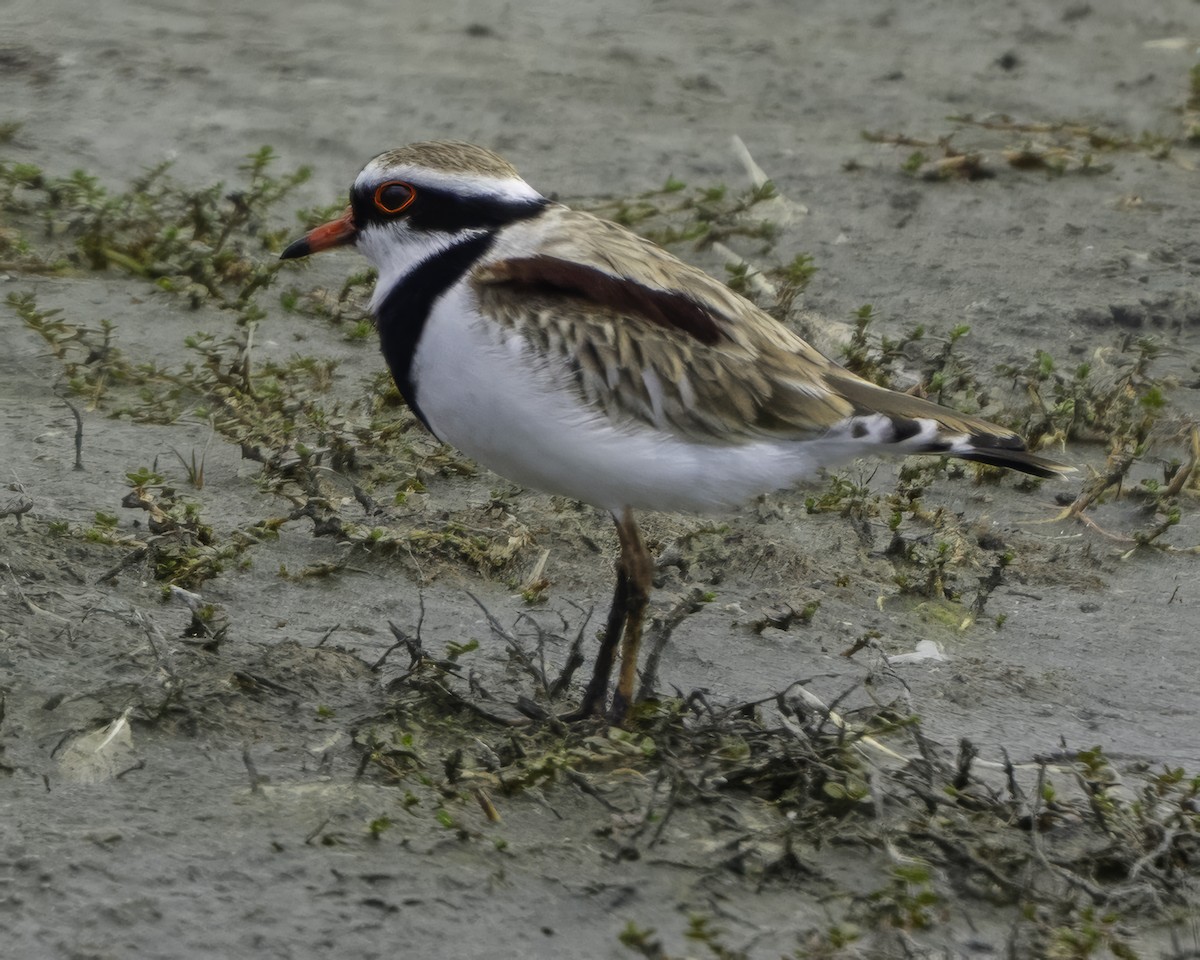 Black-fronted Dotterel - ML641449029