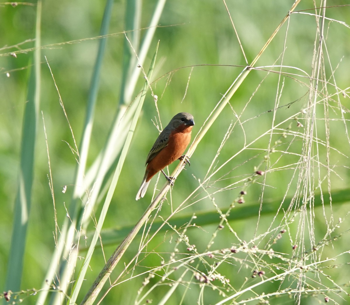Ruddy-breasted Seedeater - ML641449034