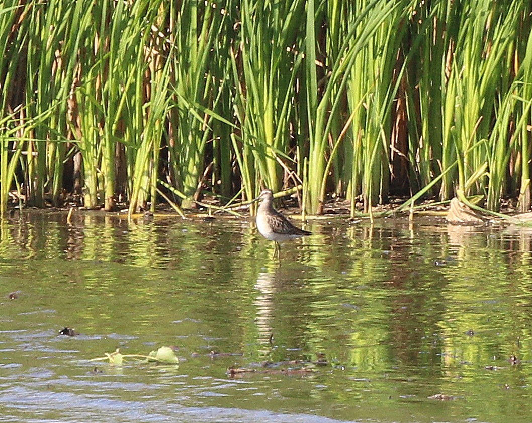 Bécasseau à échasses - ML641449041