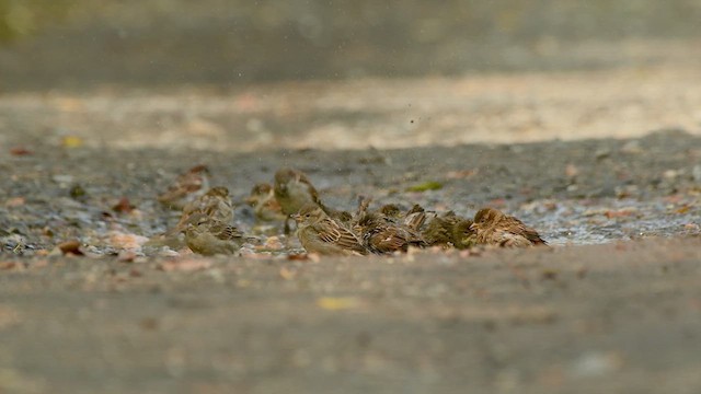 Dickcissel - ML641449042