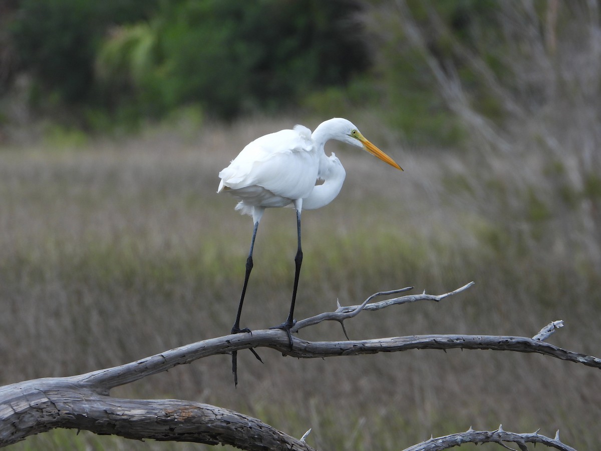 Great Egret - ML641449057