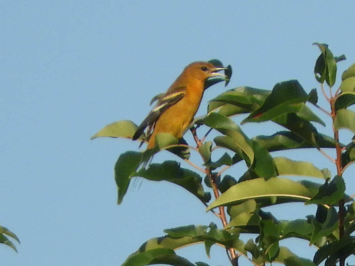 Baltimore Oriole - ML641449064