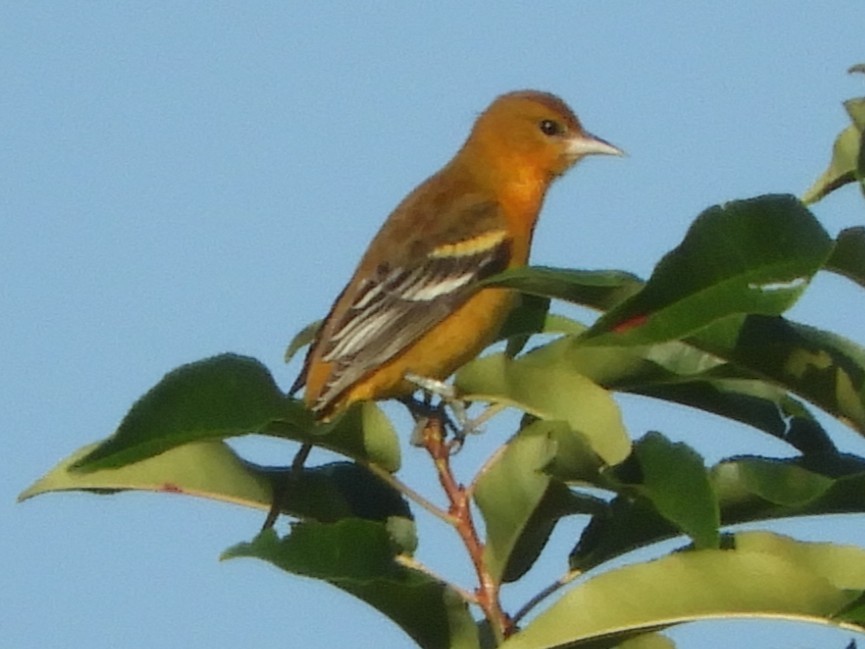 Baltimore Oriole - ML641449065