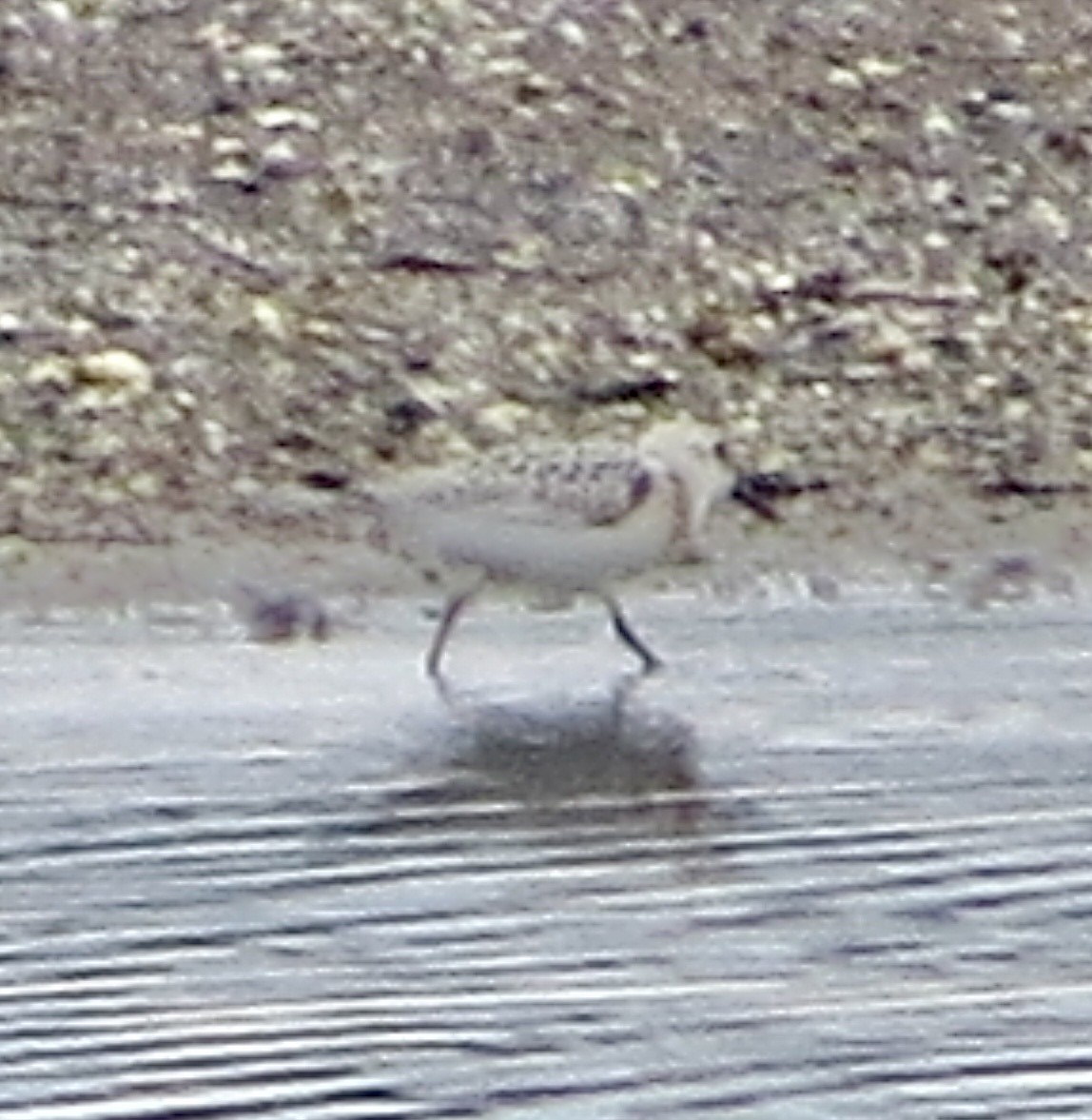 Sanderling - ML641449074