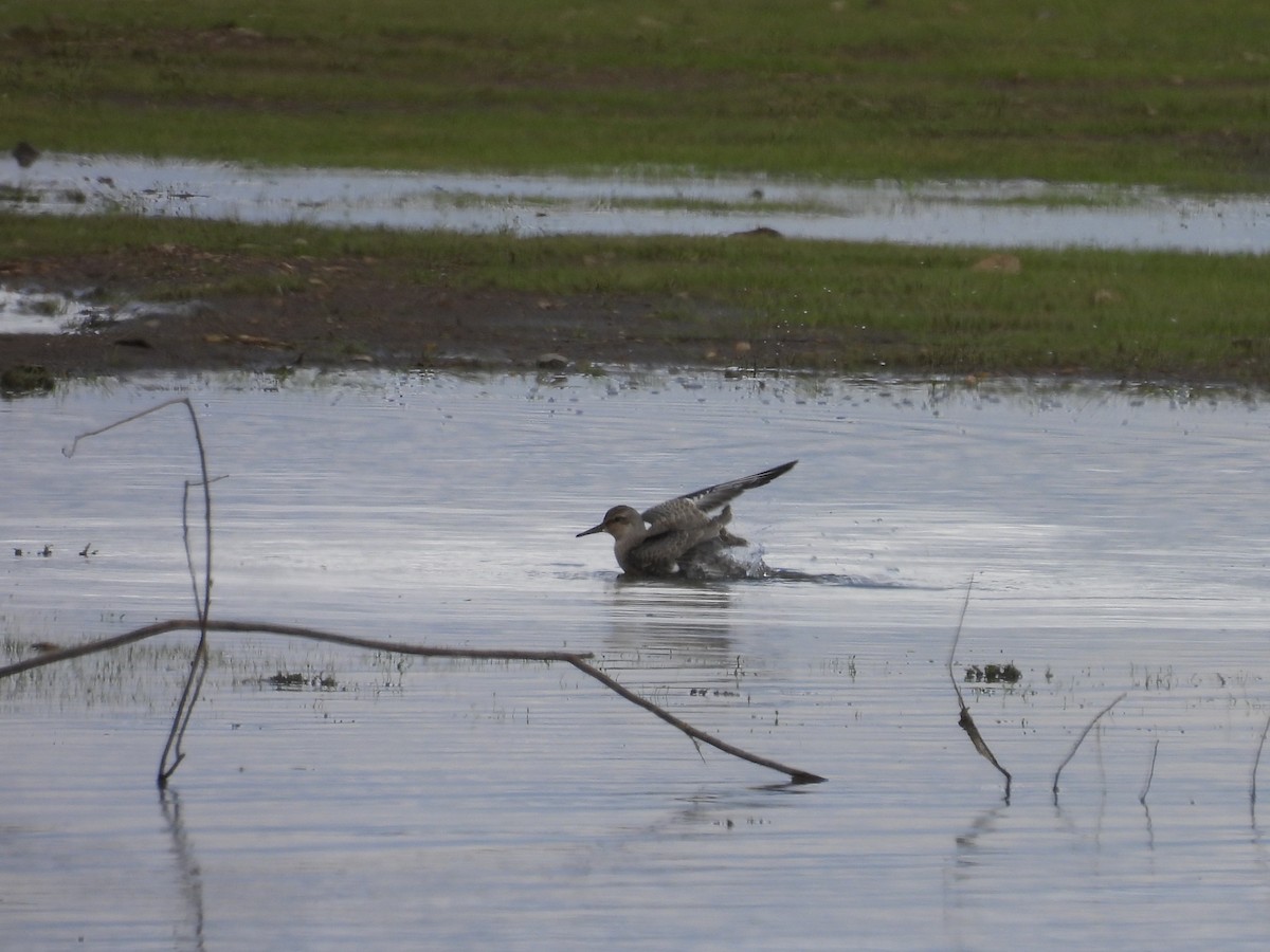 Red Knot - ML641449080