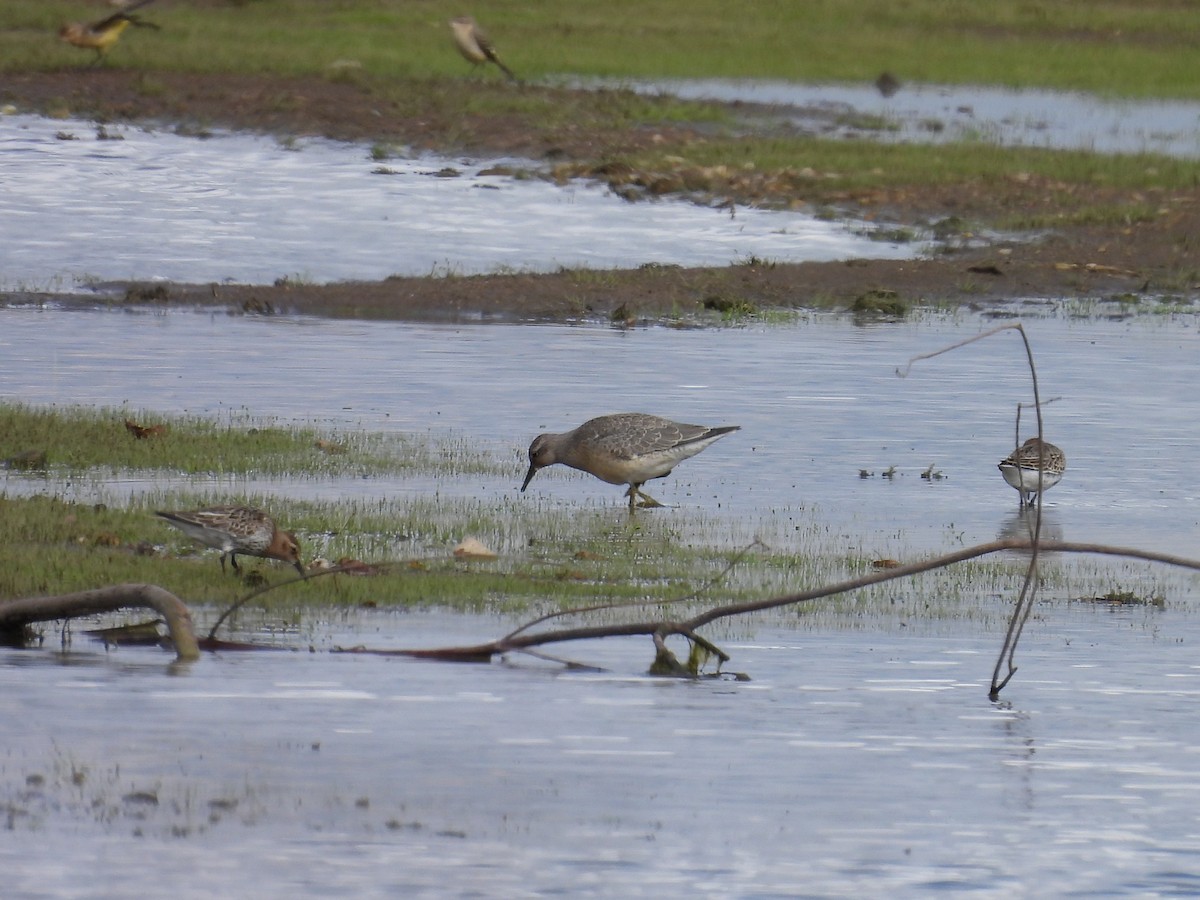 Red Knot - ML641449081