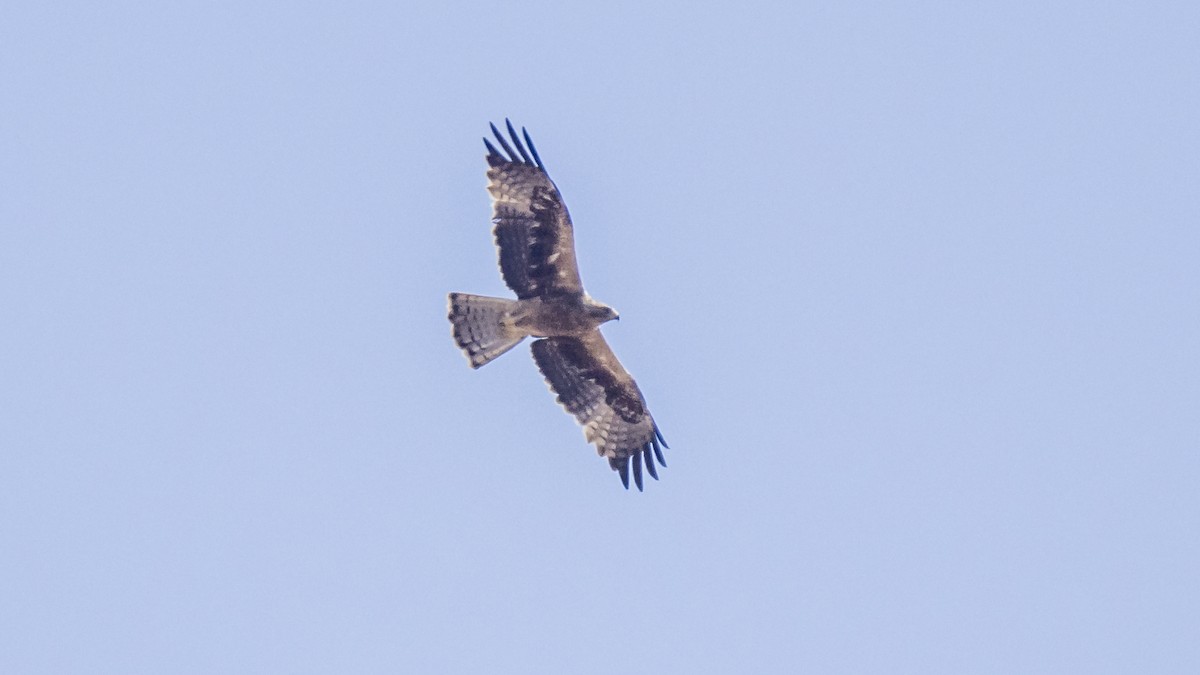 Booted Eagle - ML641449090