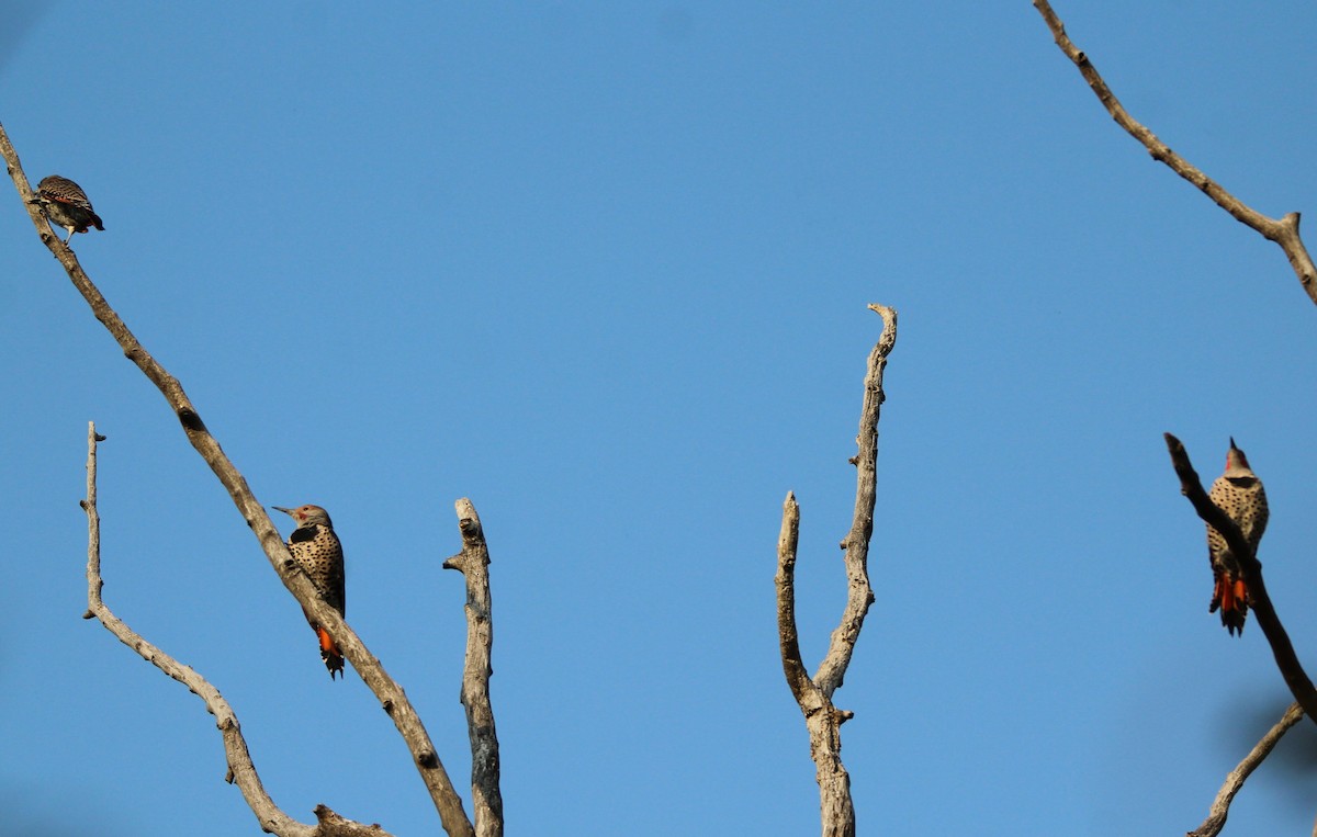 Northern Flicker - ML641449091