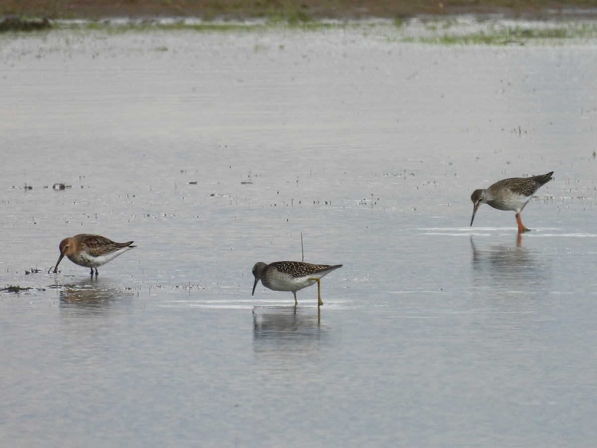 Common Redshank - ML641449092