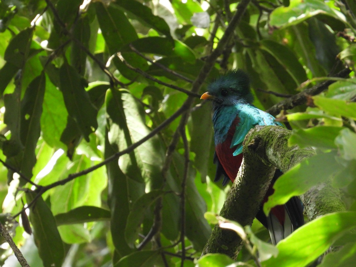 Quetzal resplendissant (mocinno) - ML641449094