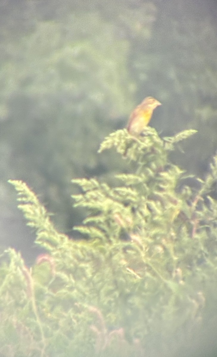 Dickcissel - ML641449095