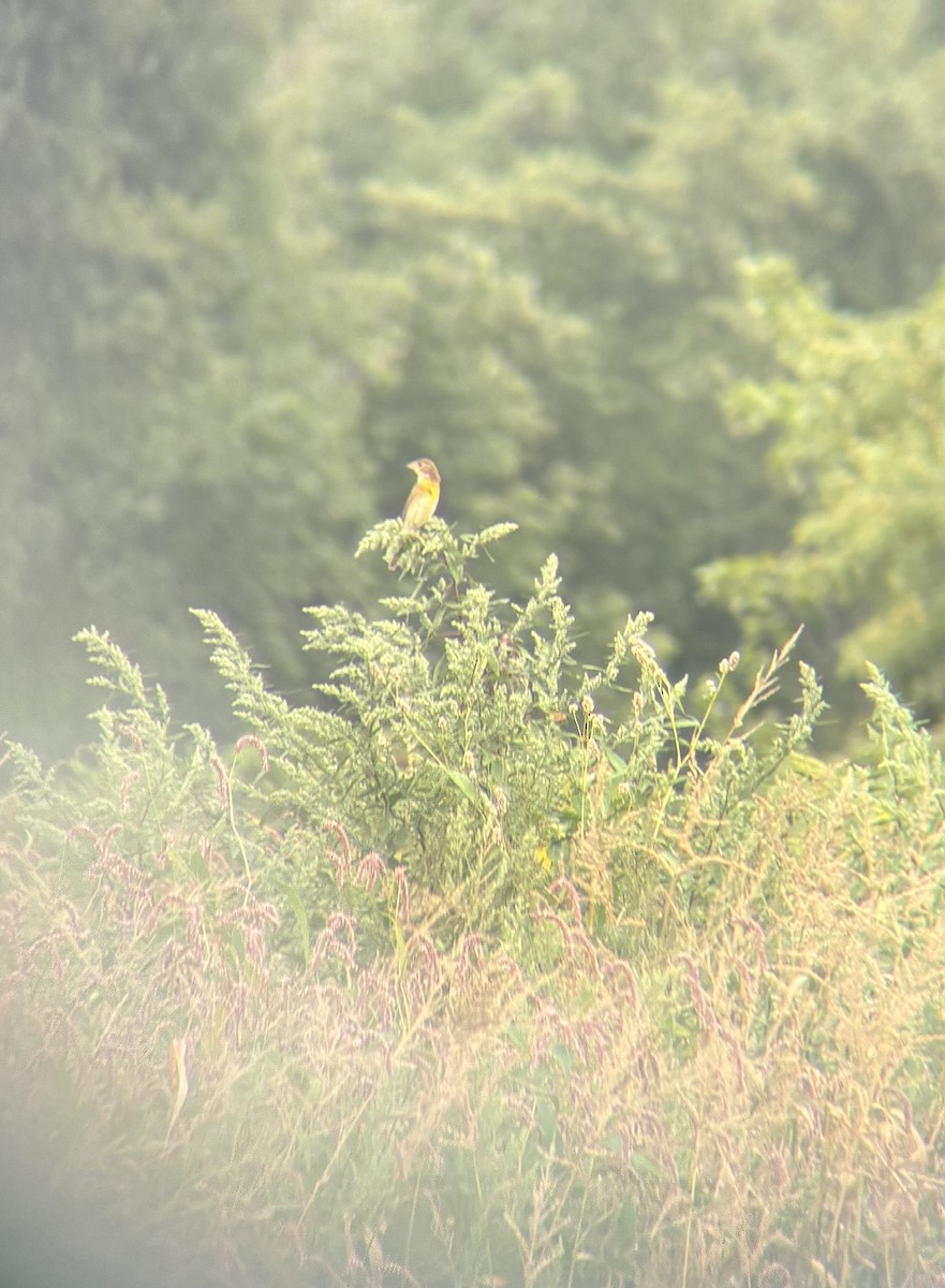 Dickcissel - ML641449096