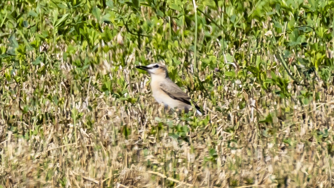 Isabelline Wheatear - ML641449112