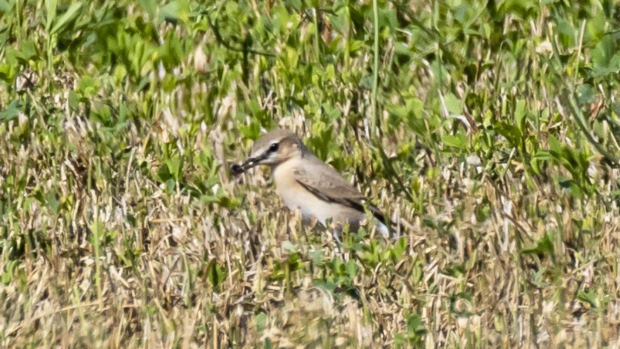 Isabelline Wheatear - ML641449113