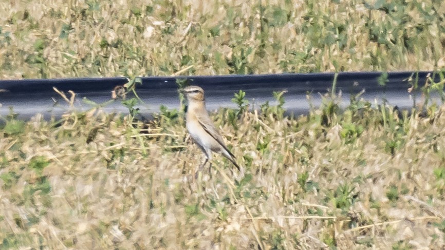 Isabelline Wheatear - ML641449114