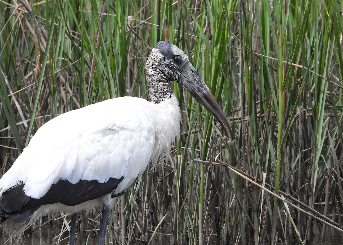 Wood Stork - ML641449136