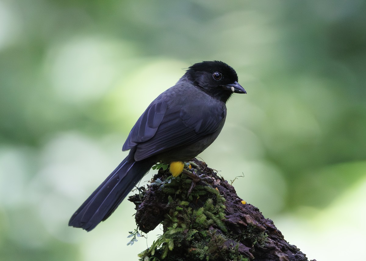 Yellow-thighed Brushfinch - ML641449144