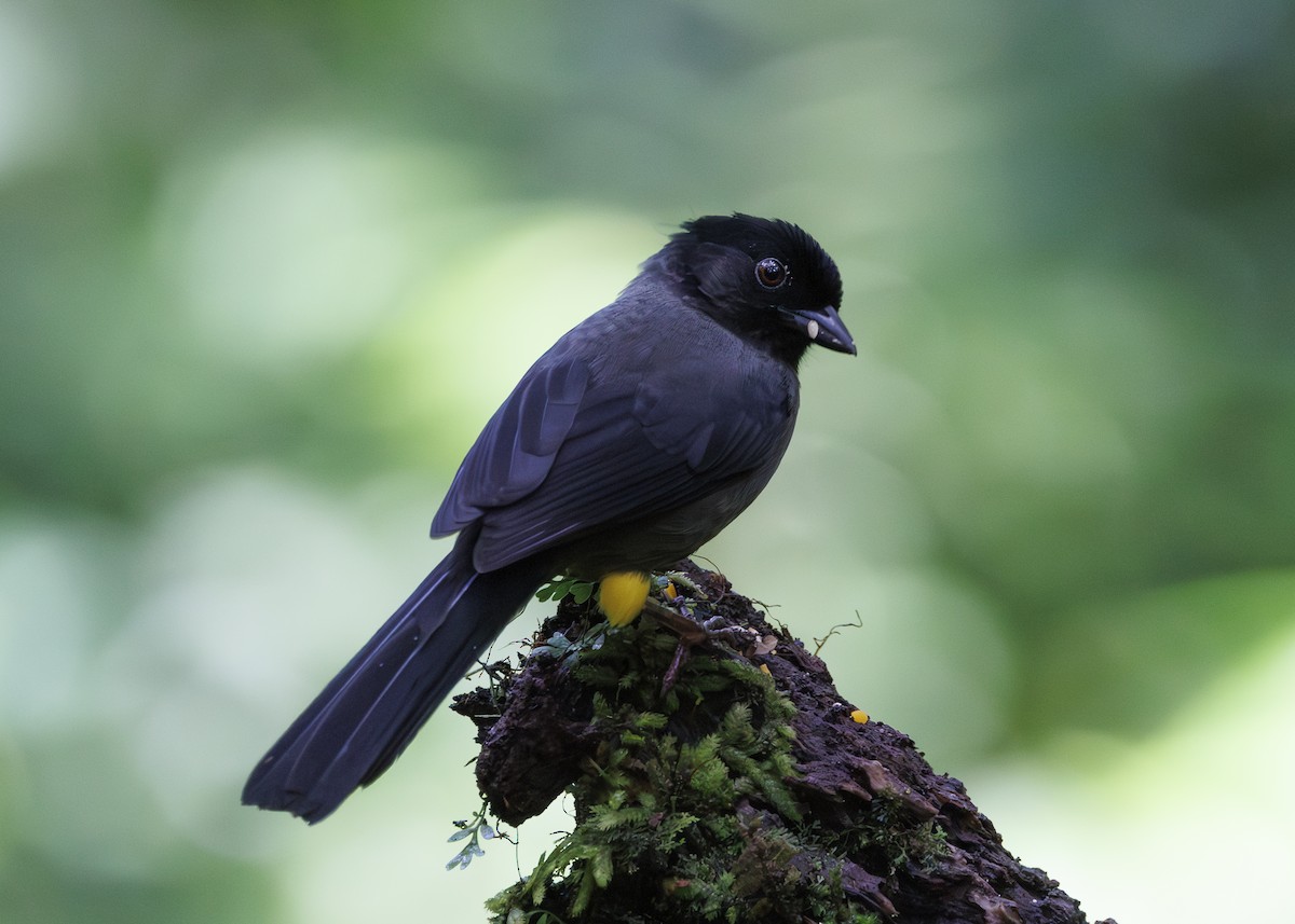 Yellow-thighed Brushfinch - ML641449145
