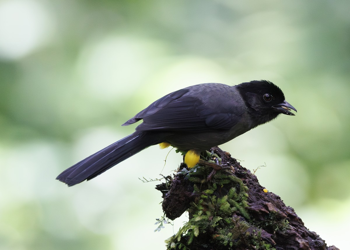 Yellow-thighed Brushfinch - ML641449146