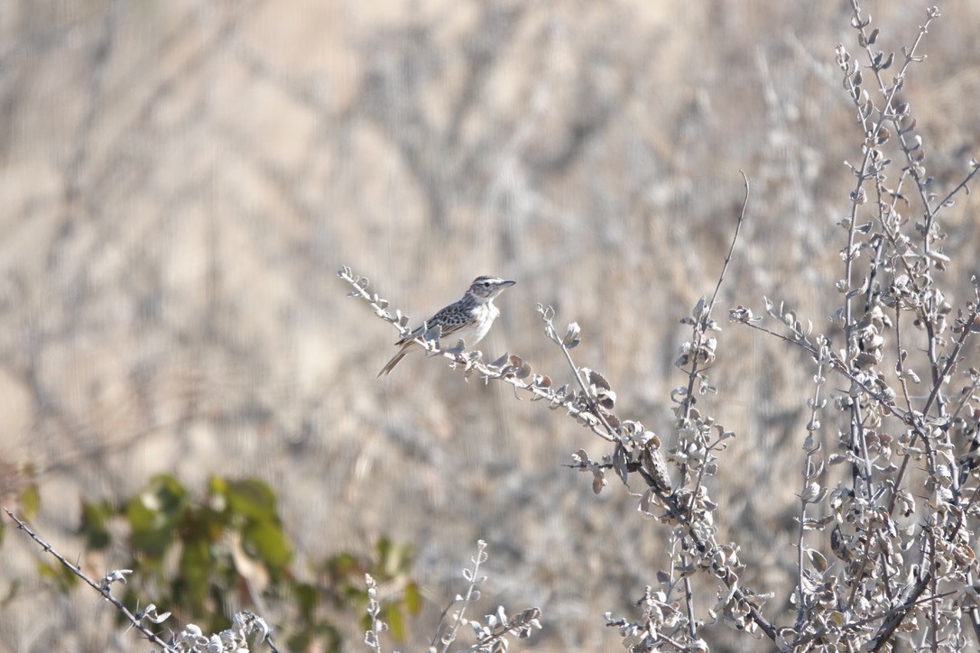 Sabota Lark - ML641449149