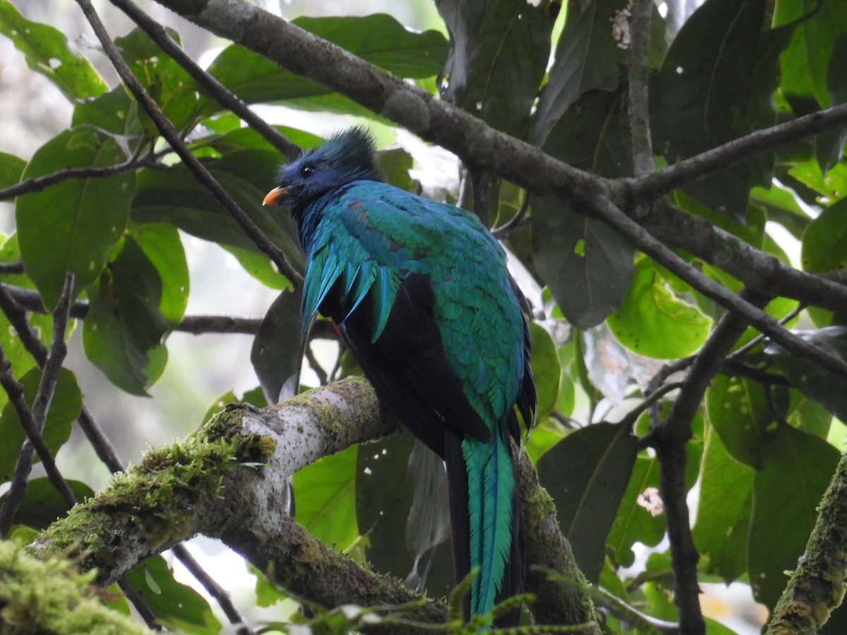 Quetzal resplendissant (mocinno) - ML641449158