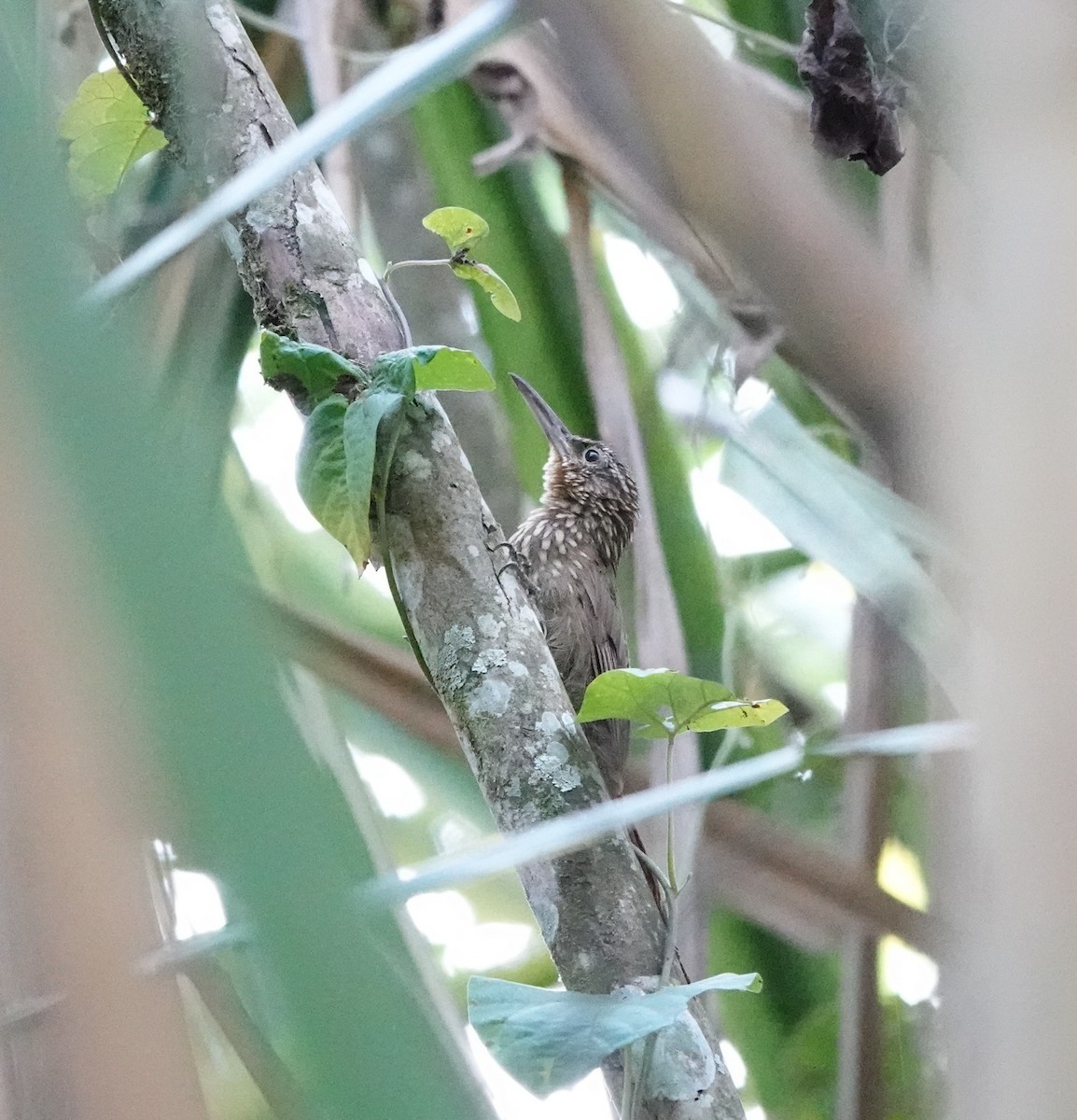 Cocoa Woodcreeper - ML641449161