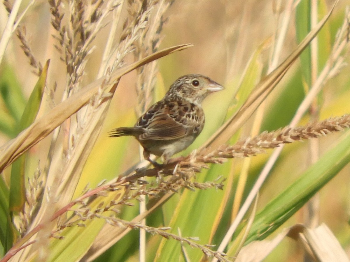 Grasshopper Sparrow - ML641449180