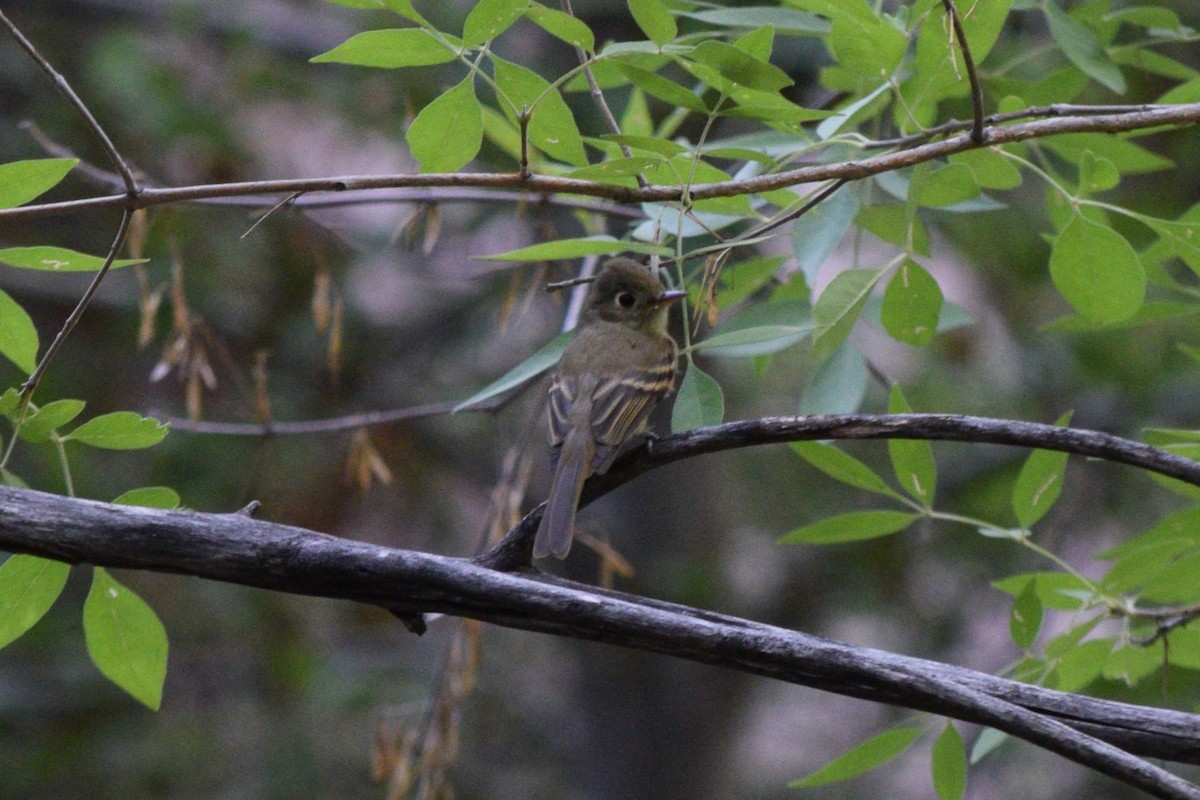 Western Flycatcher - ML641449182