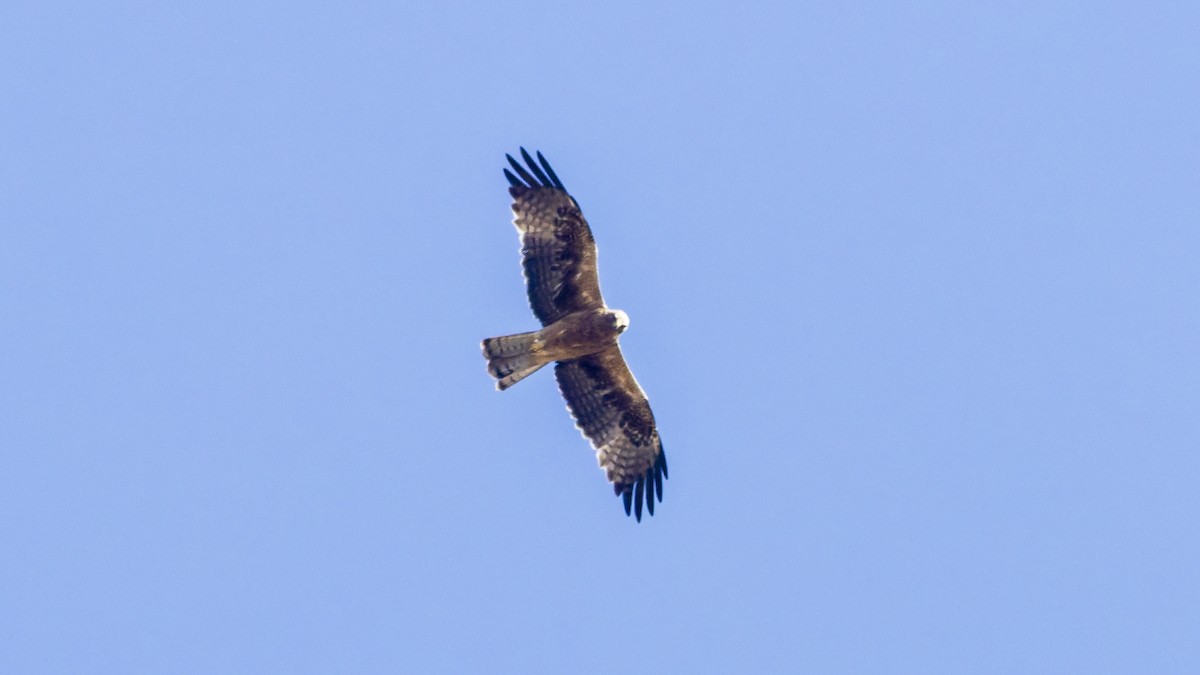 Booted Eagle - ML641449203