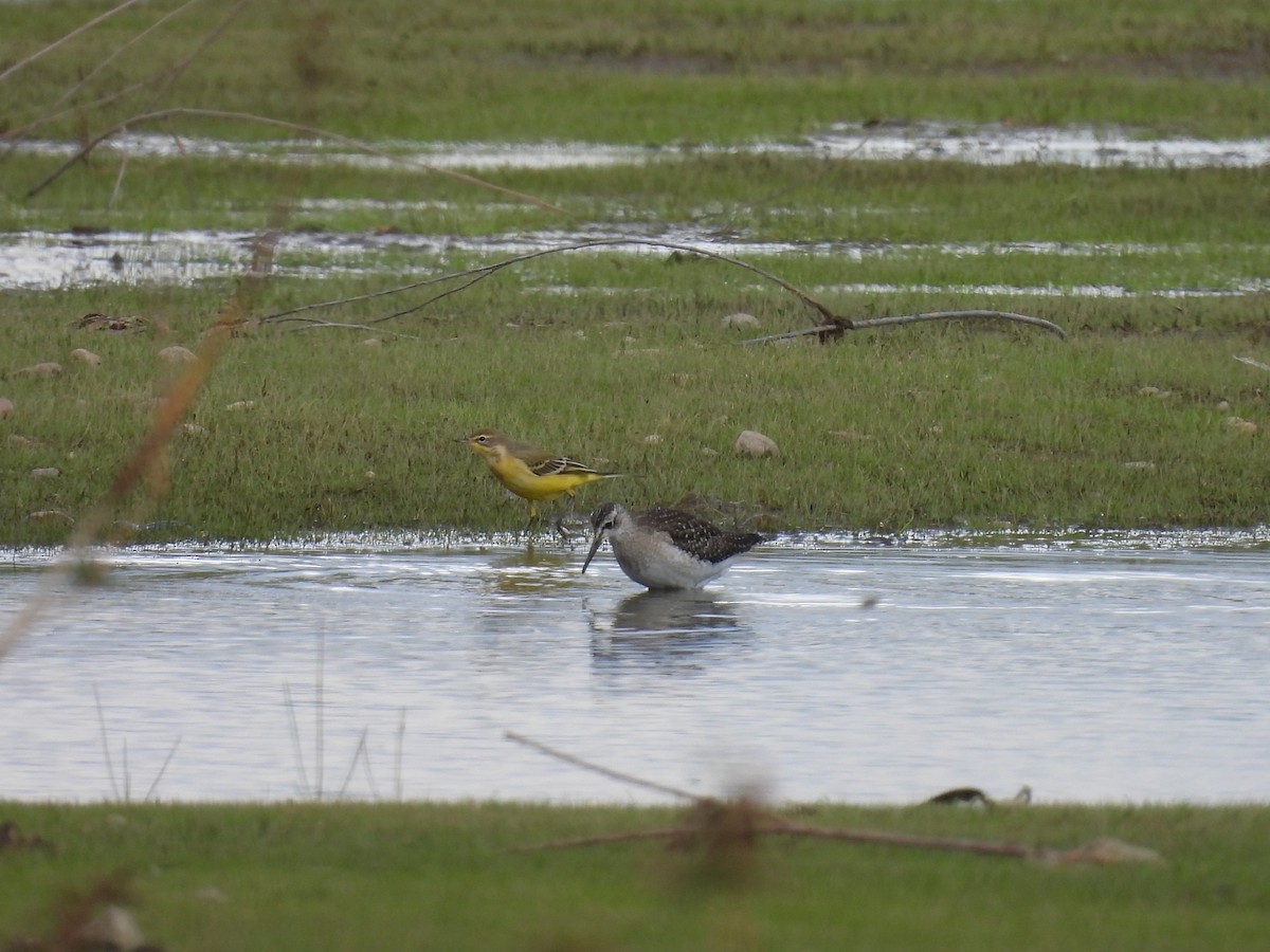 Western Yellow Wagtail - ML641449204